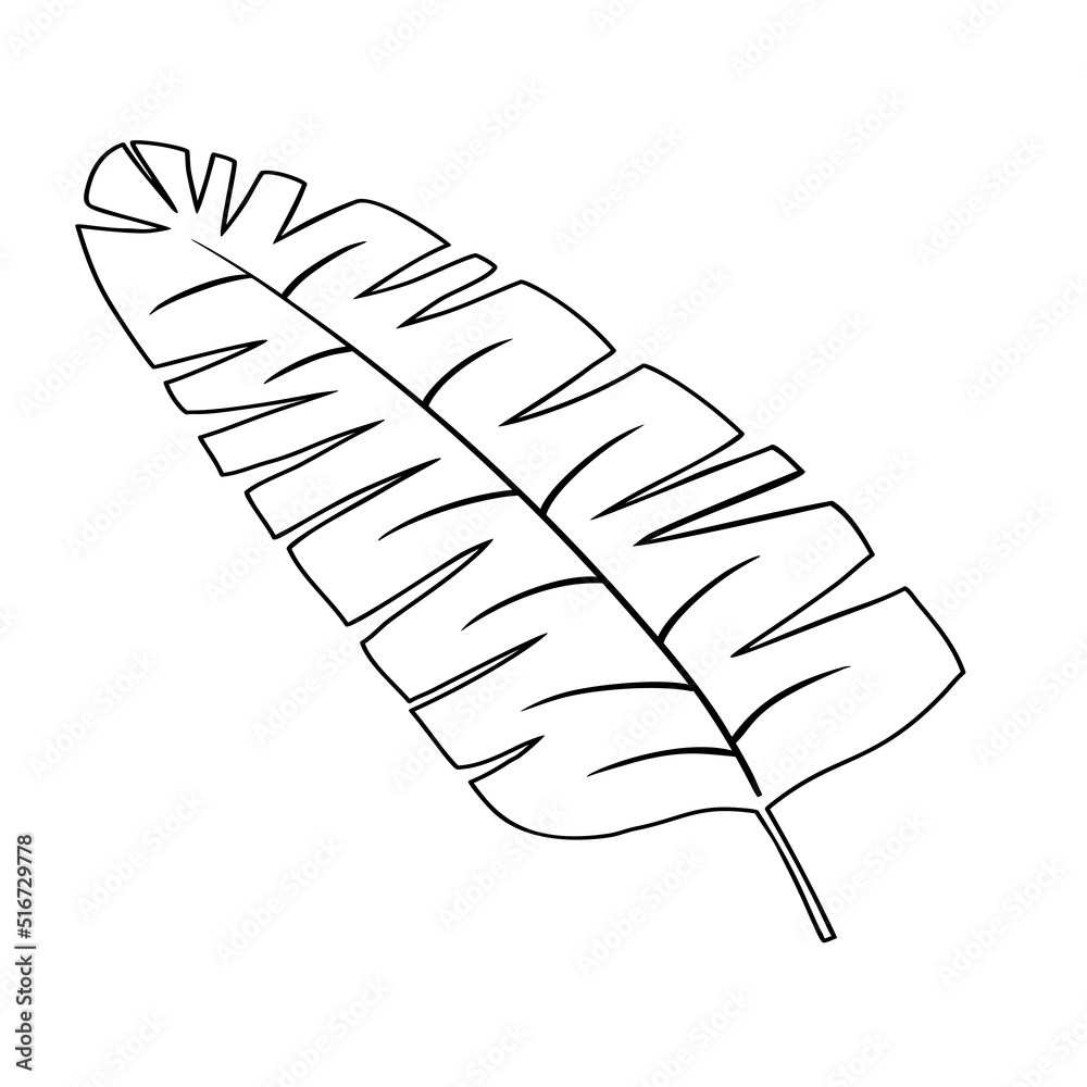 Tropical leaf vector illustration on white background