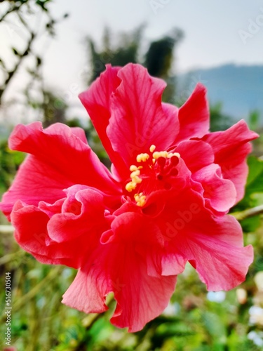 red hibiscus flower