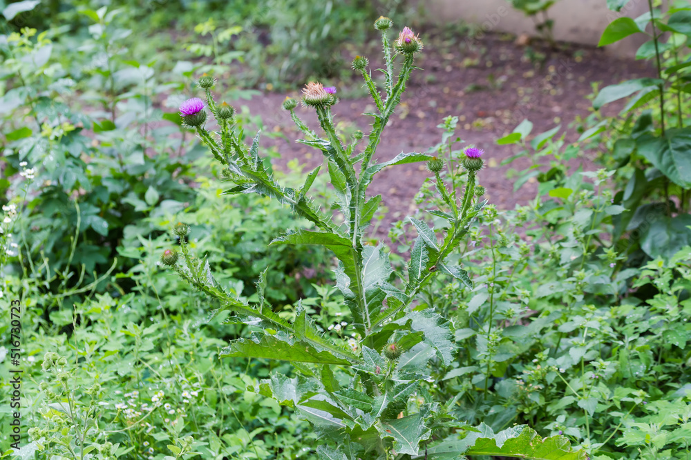Plant of flowering thistle among the other plants Plant of flowering thistle among the other plants