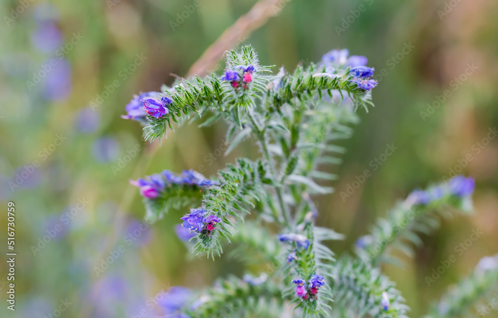 Top of flowering blueweed stem on blurred background, selective focus