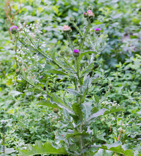 Plant of flowering thistle among the other plants