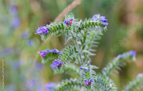 Top of flowering blueweed stem on blurred background, selective focus © An-T
