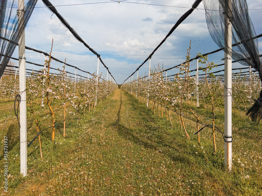 Obraz premium Apple fruit orchard with trees in bloom