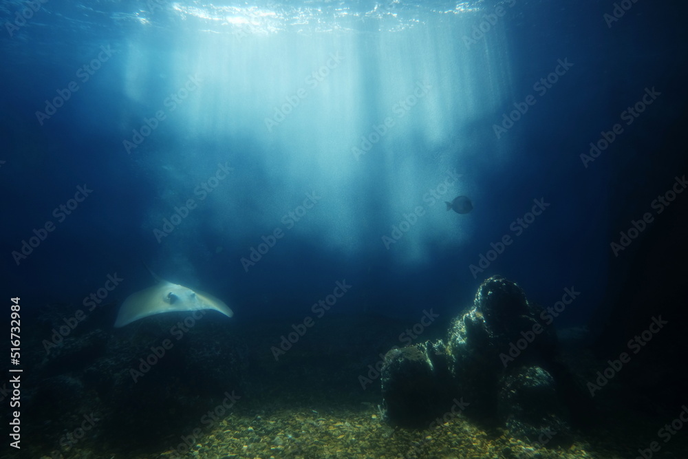 friendly stingray is swimming under water in the sea. Underwater observatory. friendly stingray is swimming under water in the sea. Underwater observatory.