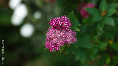 Blooming of Spirea. Spiraea japonica, meadowsweets or steeplebushes photo
