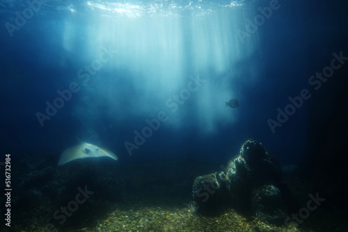 friendly stingray is swimming under water in the sea. Underwater observatory.