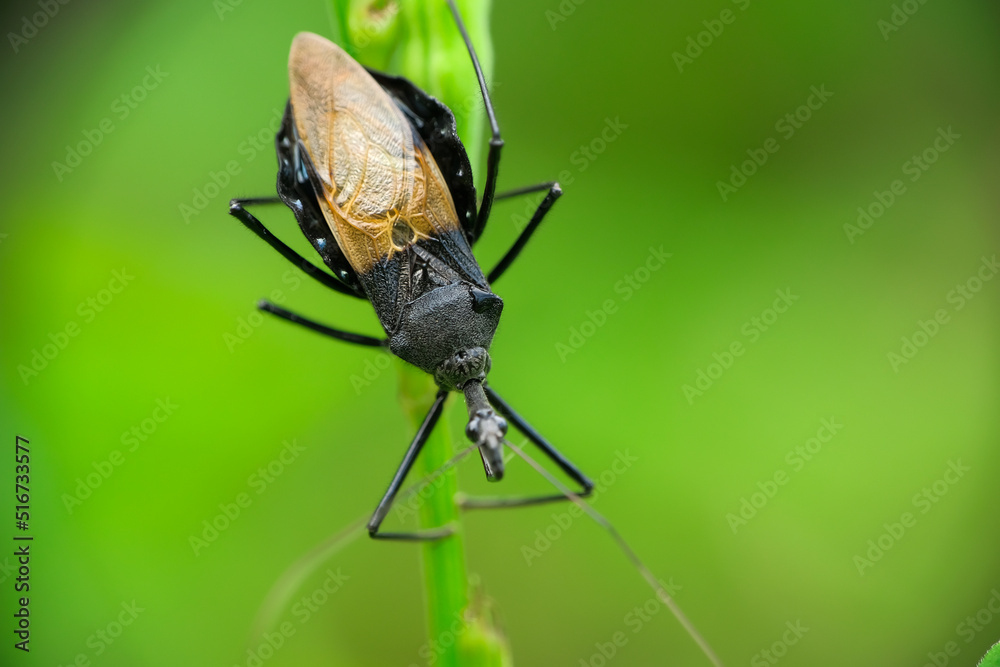 Assassin bug (Sycanus croceovittatus) on the branch. Insect. Assassin bug (Sycanus croceovittatus) on the branch. Insect.