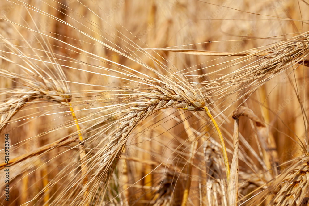 Agriculture - gros plan sur des épis d'orge mûr dans un champ de céréales avant la récolte Agriculture - gros plan sur des épis d'orge mûr dans un champ de céréales avant la récolte