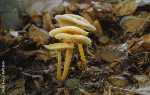 Mushrooms in a summer beech forest