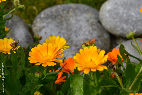 colorful flowers on the Aran Islands in Ireland