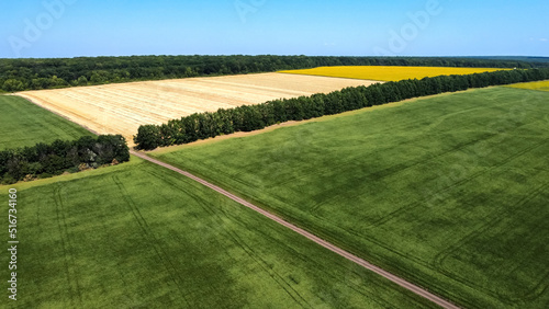 top view of rapeseed crops in agricultural fields