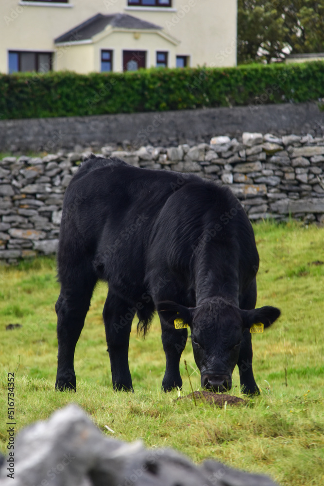 Black cow in Ireland on Aran Islands Black cow in Ireland on Aran Islands