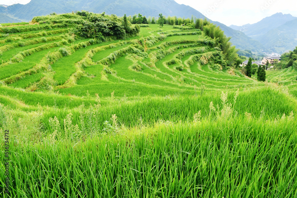 photo of rural terraced fields, China, Zhejiang Province