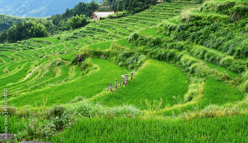 photo of rural terraced fields  China  Zhejiang Province