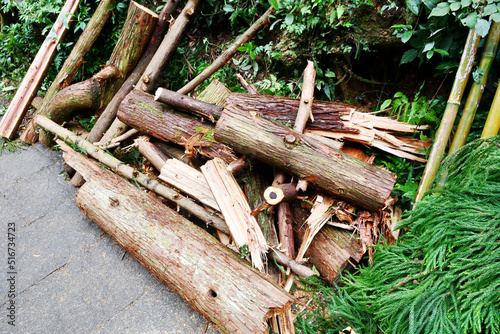 Fototapeta Naklejka Na Ścianę i Meble -  some felled trees, Zhejiang Province, China