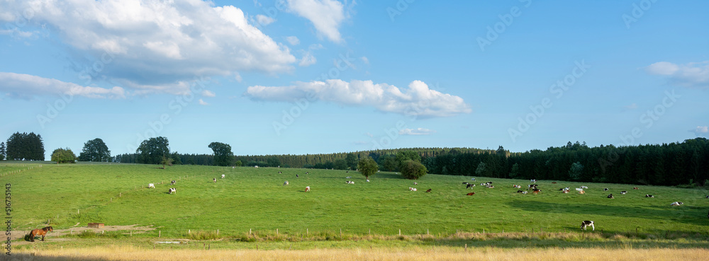 countryside landscape with cows in southern part of hautes fagnes between vielsalm and sankt vith in belgian ardennes
