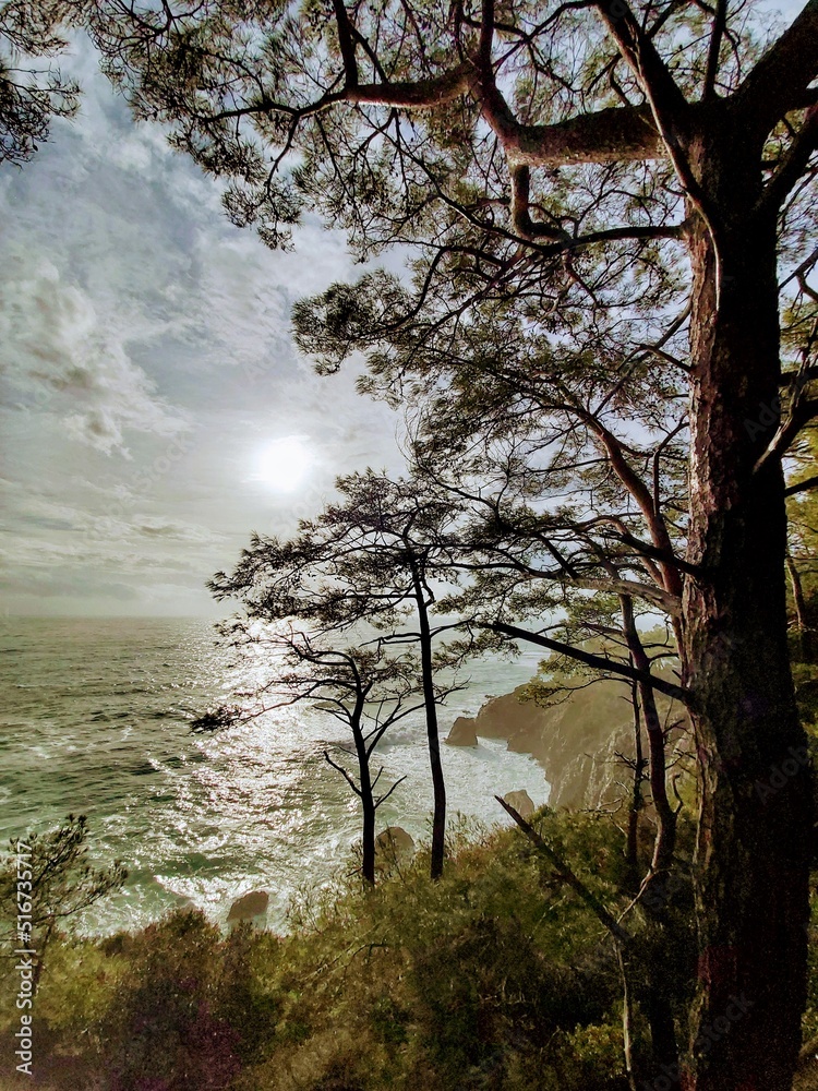Fototapeta premium tree in the water