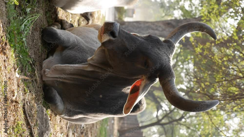 Indian cow also known as zebu or Bos taurus indicus taking a rest in the grass near the road. Vertical video