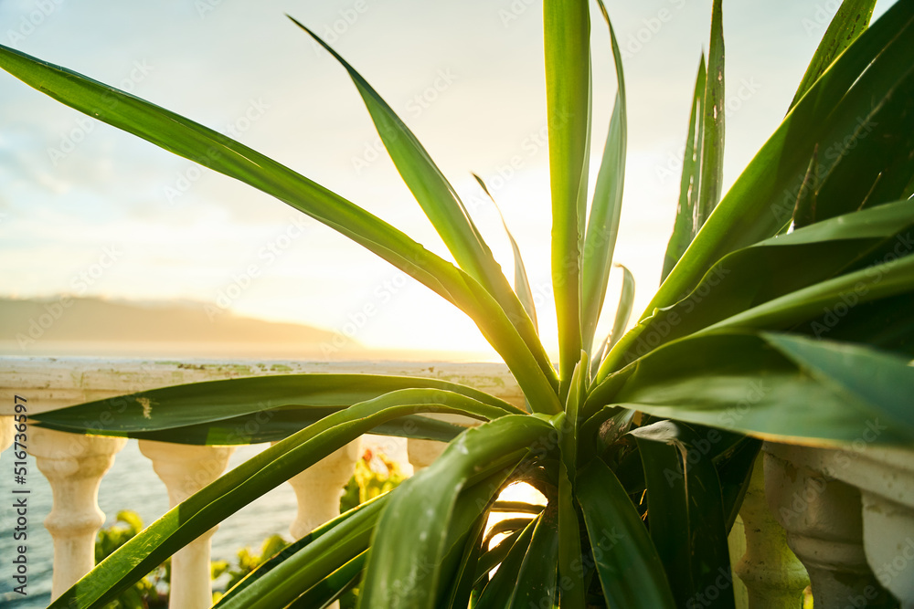 Yucca plant leaves on the background of the sea. High quality photo Yucca plant leaves on the background of the sea. High quality photo