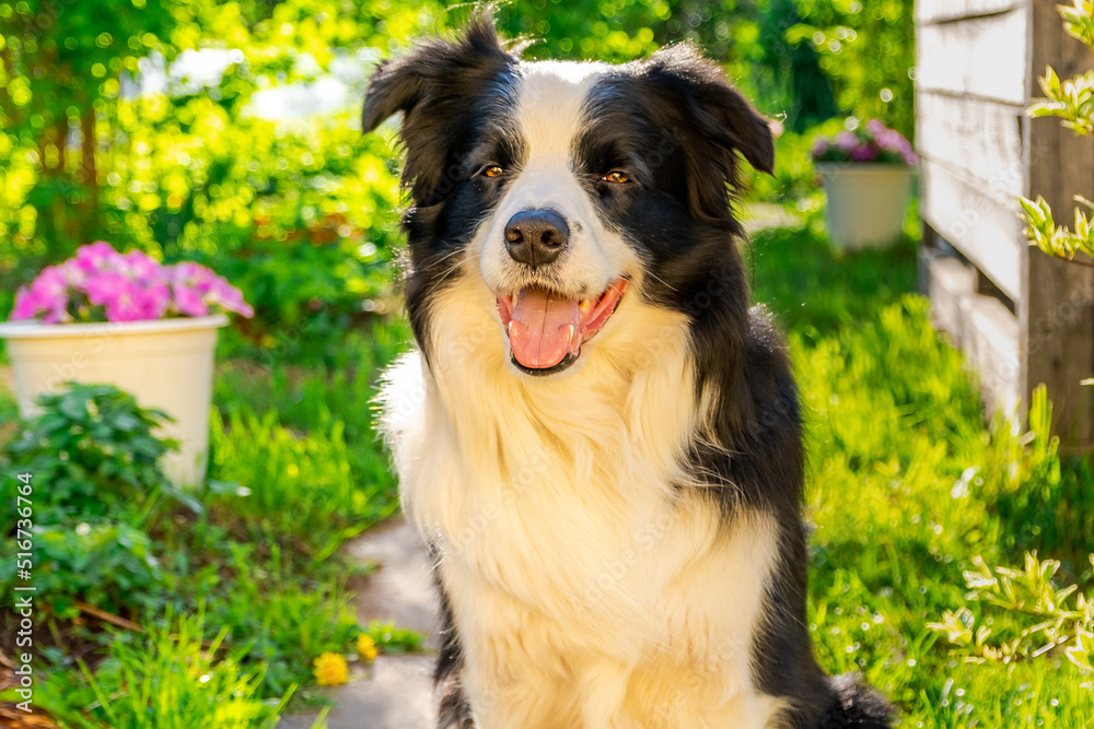 Cute pet dog border collie sitting in garden outdoor. Puppy dog with funny face resting near flowers on flowerbed outdoors. Pet activity