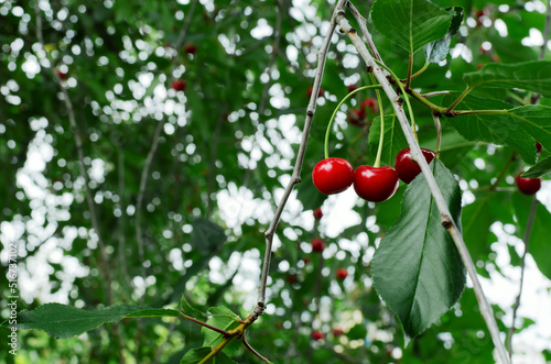 Ripe red cherry on a tree branch. The concept of harvesting. Horizontal orientation. Selective focus.
