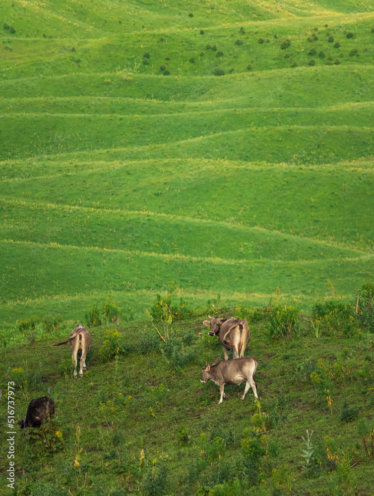 Naklejka premium four cows in the meadow