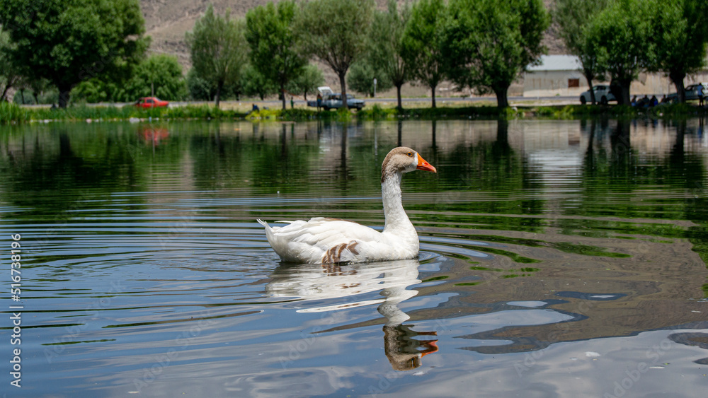 swan on the lake, swans on the lake, duck swimming in the lake and green trees at the back swan on the lake, swans on the lake, duck swimming in the lake and green trees at the back