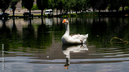 swan and ducks, swans on the lake, swan on the lake