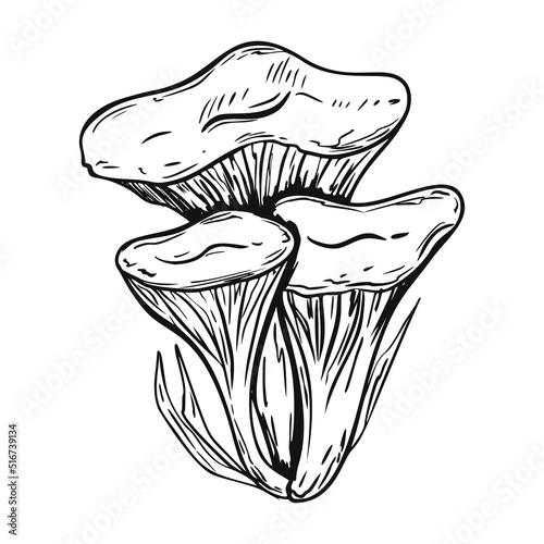 Poison mushroom. Fly agaric. White toadstool. Mushroom family. Sketch. Graphics. Hand drawn vector illustration. Dangerous mushroom isolated on white background.