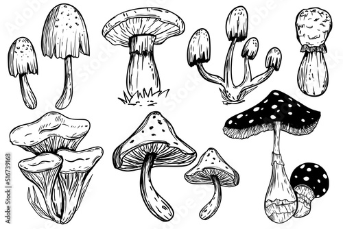 Set of poisonous mushrooms. Fly agaric. White toadstool. Mushroom family. Sketch. Graphics. Hand drawn vector illustration. Dangerous mushrooms on a white background.