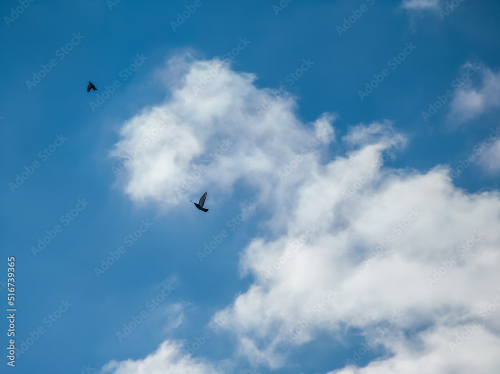 Beautiful sky with clouds. Flying pigeons. City birds.