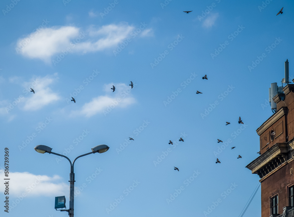 A flock of flying pigeons. Urban birds. Lantern. Modern architecture.