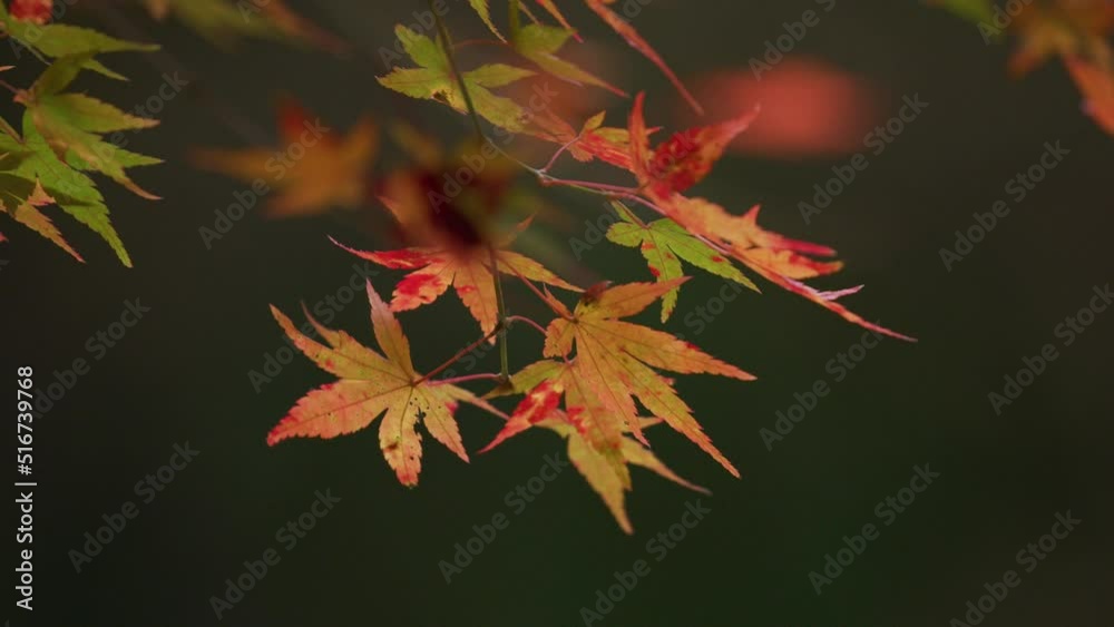 Momiji vivid Colorful leaves Autumn Japan FIX | 黄色の紅葉 カラフル アップサイズ 日本の秋 Momiji vivid Colorful leaves Autumn Japan FIX | 黄色の紅葉 カラフル アップサイズ 日本の秋