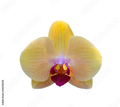 yellow orchid isolate on white with clipping path