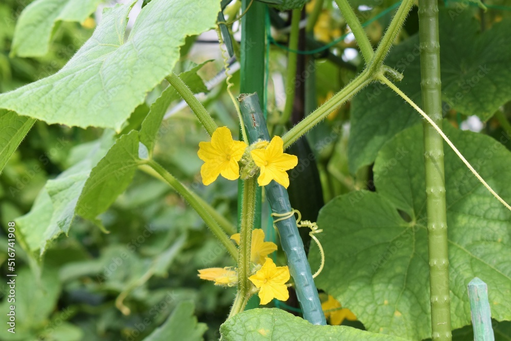 きゅうりの花 きゅうりの花