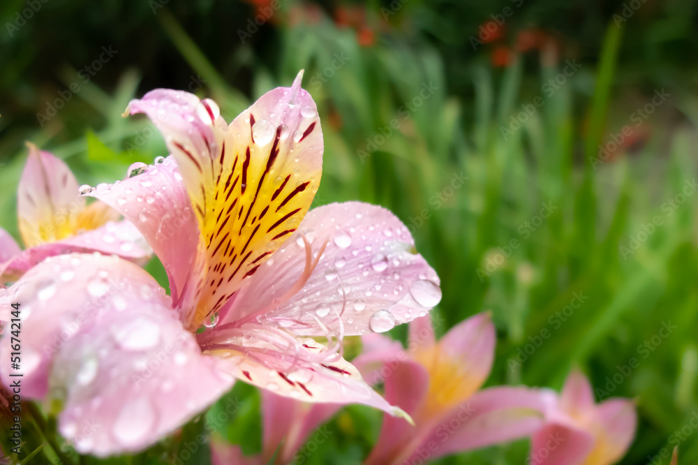 Fototapeta premium 雨上がりの公園にユリズイセン