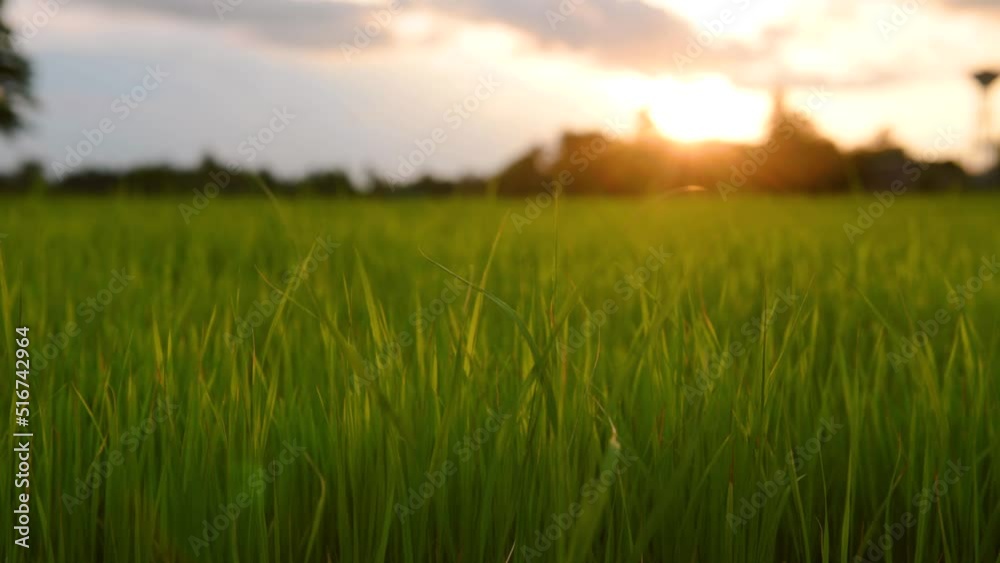 Landscape of wind blowing rice fields in the evening with sun shining and sunsetat thailand . Landscape of wind blowing rice fields in the evening with sun shining and sunsetat thailand .