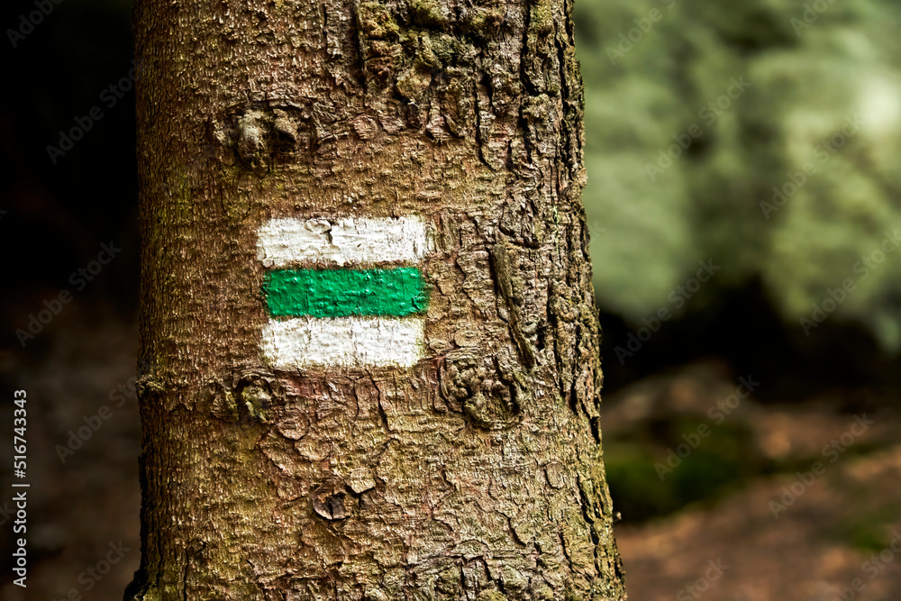 Fototapeta premium Sign for the course of a hiking trail that was painted on a spruce trunk for the orientation of the hikers