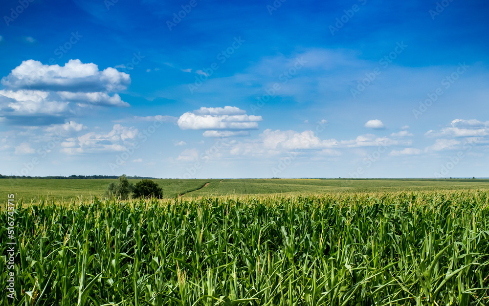 The corn grew in the field, the corn in the blue sky The corn grew in the field, the corn in the blue sky