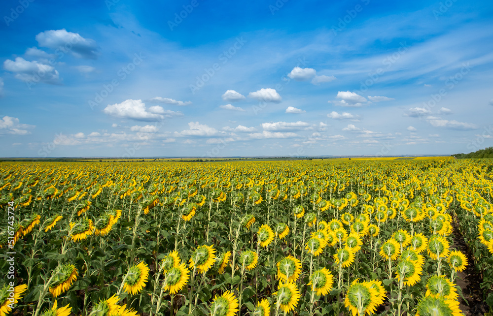 Field of sunflowers in sunny day, the sunflowers in the blue sky