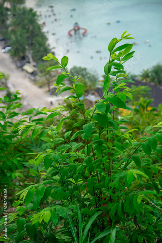 Background of green leaves growing on cliff wall on high ground