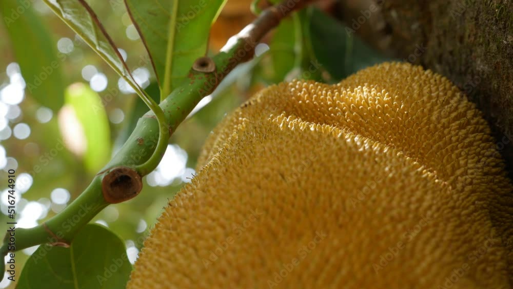 Close up a large jackfruit hangs from a jackfruit tree in the garden