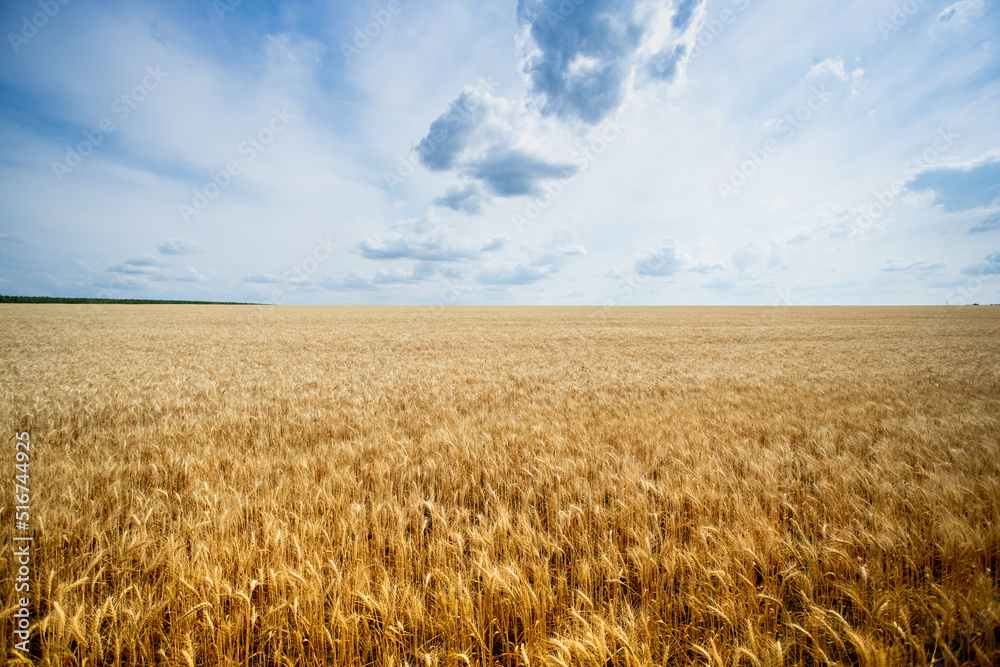 Naklejka premium Golden wheat field under blue sky and clouds