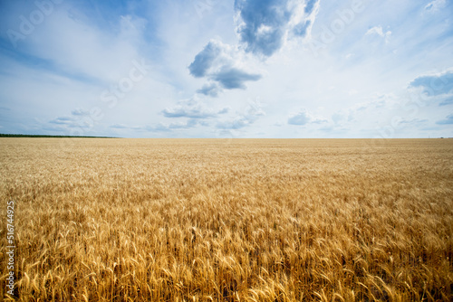 Golden wheat field under blue sky and clouds