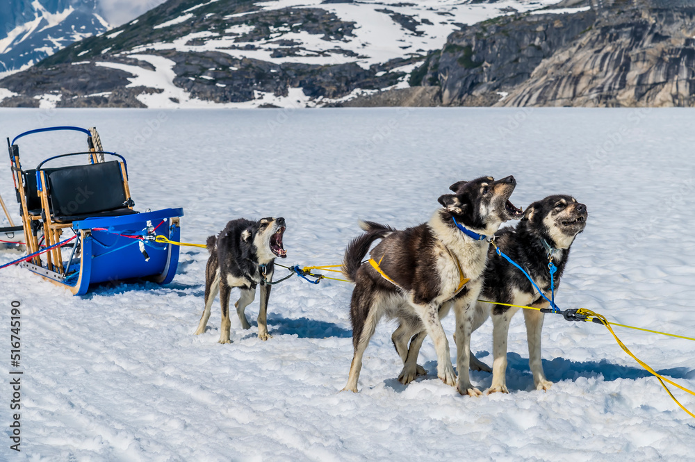 An Alaskan Husky team ready for a run on the Denver glacier close to Skagway, Alaska in summertime An Alaskan Husky team ready for a run on the Denver glacier close to Skagway, Alaska in summertime