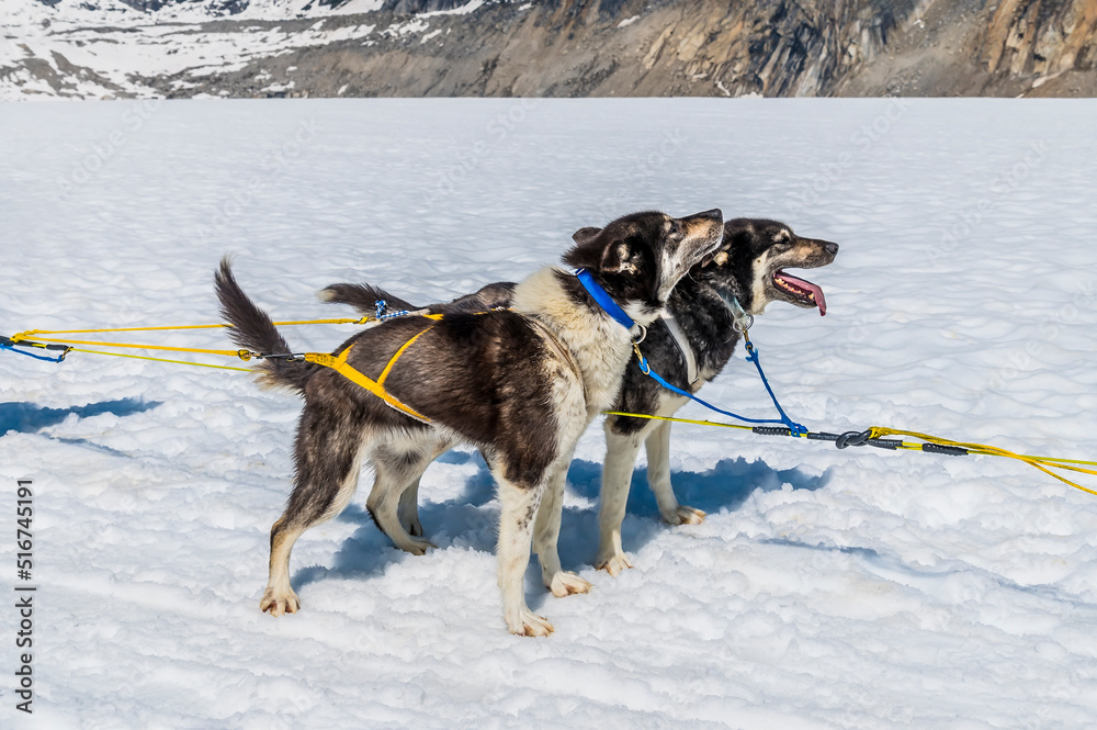 A pair of Alaskan Huskies ready for a run on the Denver glacier close to Skagway, Alaska in summertime A pair of Alaskan Huskies ready for a run on the Denver glacier close to Skagway, Alaska in summertime