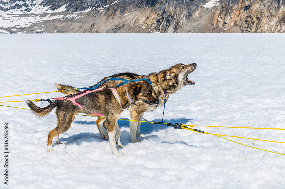 Naklejka premium A pair of Alaskan Huskies excited for a run on the Denver glacier close to Skagway, Alaska in summertime