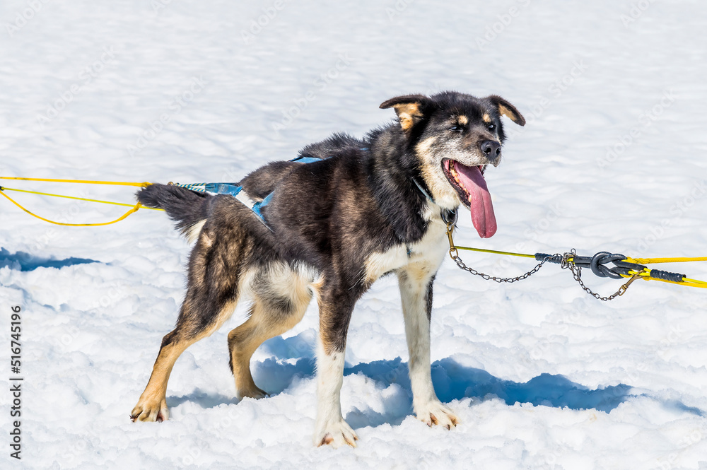 An Alaskan Husky waiting for a run on the Denver glacier close to Skagway, Alaska in summertime An Alaskan Husky waiting for a run on the Denver glacier close to Skagway, Alaska in summertime