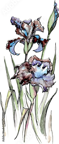 Watercolor and ink hand drawn iris flowers and leaves on stalk