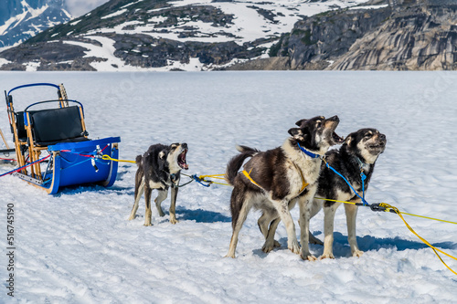 An Alaskan Husky team ready for a run on the Denver glacier close to Skagway, Alaska in summertime